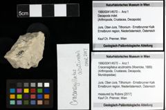 Foto (Objekt + Etiketten) von Cracensigillatus acutirostris (Moericke, 1889)